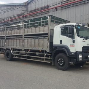 xe tải isuzu fvr 900 chở gia súc